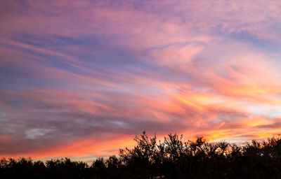 Low angle view of silhouette trees against sky during sunset