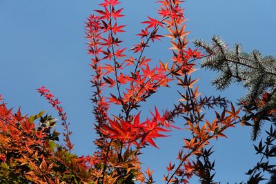 Low angle view of plants against sky during autumn