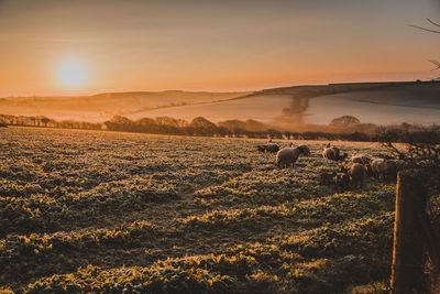 Sheep on landscape against sky during sunset