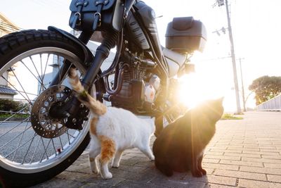 View of dog with bicycle on footpath