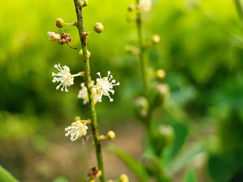 Close-up of flowering plant