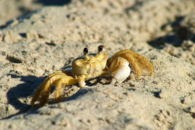 Close-up of crab on sand