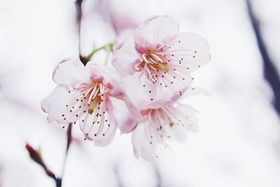 Close-up of pink flowers