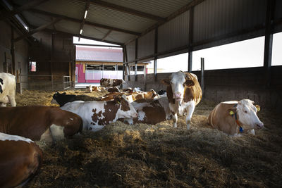 Cows resting