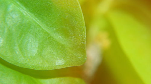 Extreme close up of plant