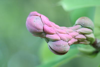 Close-up of wet pink flower