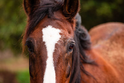 Horses on pasture, in the heard together, happy animals, portugal lusitanos