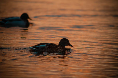 Duck swimming in lake