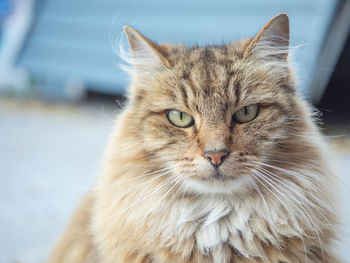 Close-up portrait of cat