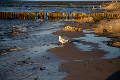 High angle view of seagulls on beach