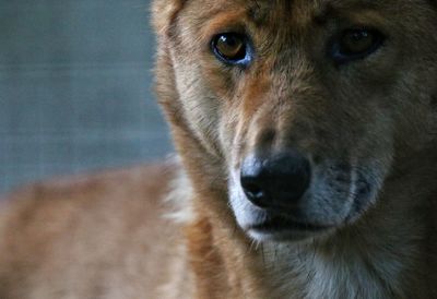 Close-up portrait of dog