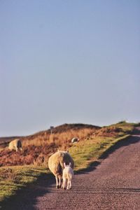 Sheep and lamb on roadside against clear sky