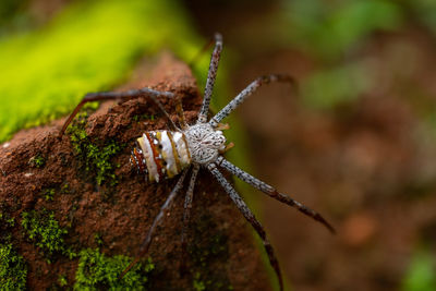 Close up of signature spider on dampen brick