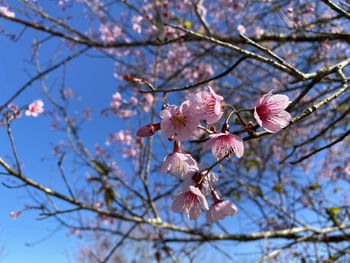 Low angle view of cherry blossoms in spring