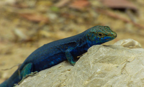 Close-up of lizard on rock