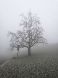 Bare tree on field against sky