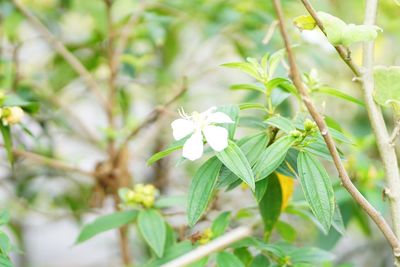 Close-up of white flowering plant