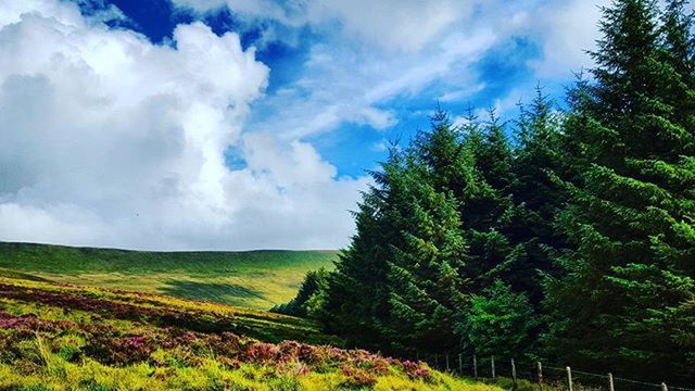 tranquil scene, tranquility, sky, beauty in nature, tree, landscape, scenics, growth, nature, green color, field, cloud - sky, agriculture, cloud, rural scene, cloudy, idyllic, non-urban scene, plant, day