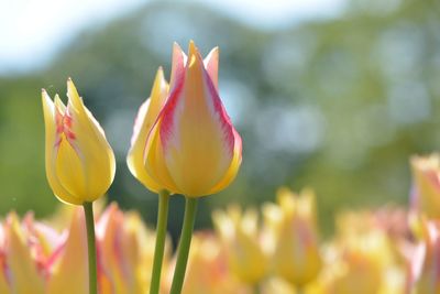 Close-up of yellow tulip