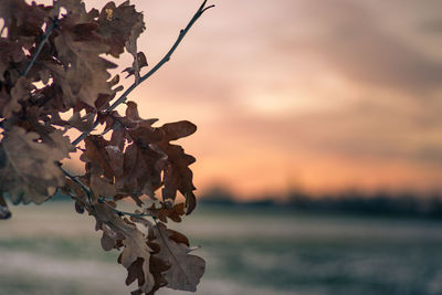 Close-up of dry leaves on plant against sky during sunset