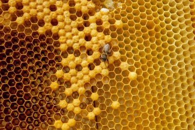 Close-up of bee on rock