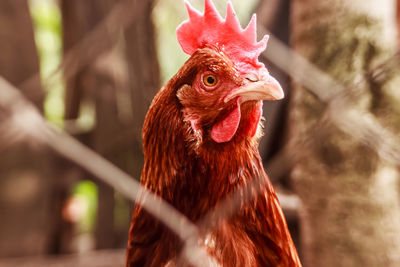 Close-up of rooster