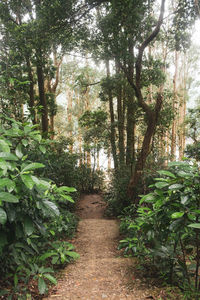 Footpath amidst trees in forest