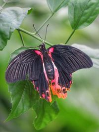 Close-up of butterfly pollinating on flower