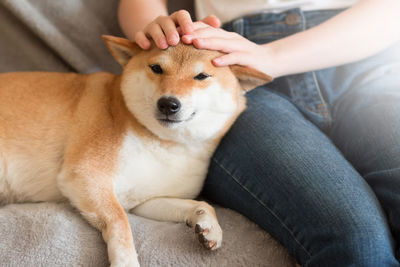 Woman petting cute red shiba inu dog on grey sofa at home. happy cozy moments of life. 