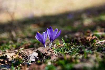 Close-up of purple crocus flower on field