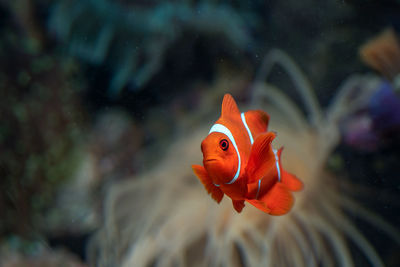 Close-up of fish swimming in sea