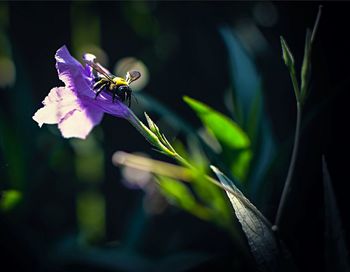 Close-up of bee on flower