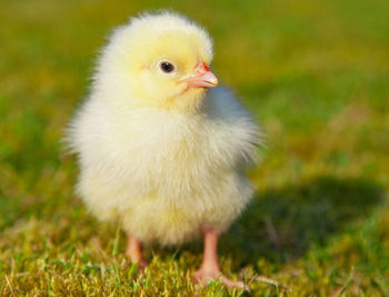 Close-up of young bird