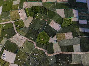 Ly son's garlic field