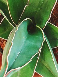 Close-up of succulent plant