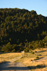 Scenic view of trees against clear sky
