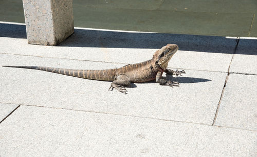 High angle view of bearded dragon on walkway