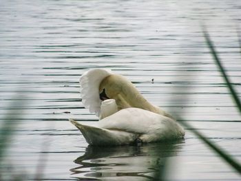 Swan floating on water