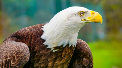 Close-up of eagle