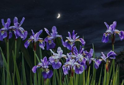 Close-up of purple flowering plants