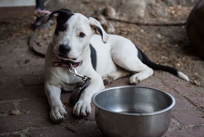 Portrait of puppy lying by bowl in back yard