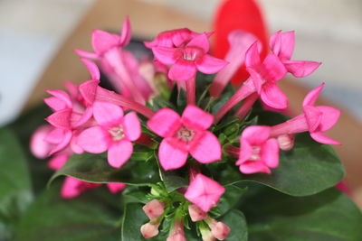 Close-up of pink flowering plants