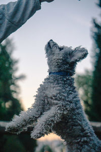 Low angle view of animal on snow covered landscape