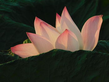 Close-up of lotus water lily