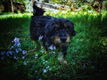 Portrait of dog in grass