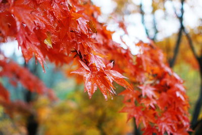 Close-up of maple leaves on tree during autumn