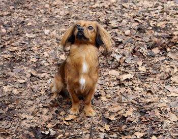 High angle view of dog monkey