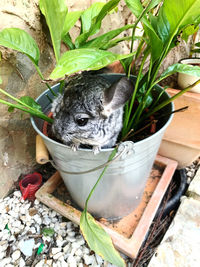 High angle view of cat in potted plant