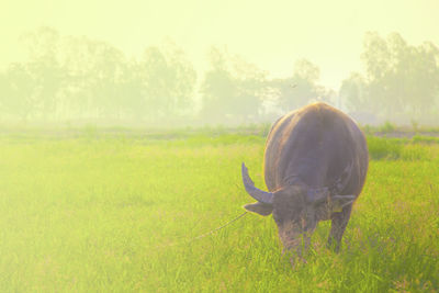 Horse grazing in field