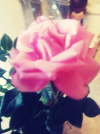 Close-up of woman holding flowers